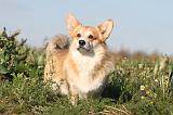 CORGI PEMBROKE 687